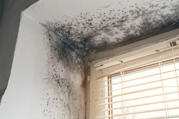 Affordable Mold Cleanup solutions in Surry, VA